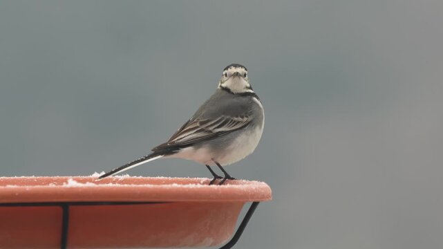 close-up of a Pied Wagtail (Moticilla Alba Yarrellii) hunting for food in snow conditions