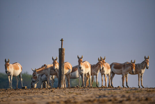 Indian Wild Ass Herd in Natural Habitat of Gujarat India