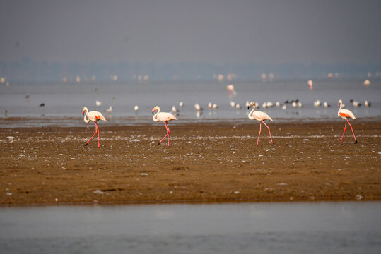 Greater Flamingos Walking Across Coastal Wetland Mudflat in Gujarat India