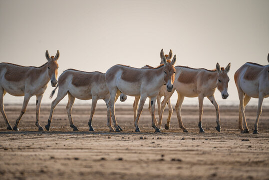 Indian Wild Ass Herd in Natural Habitat of Gujarat India