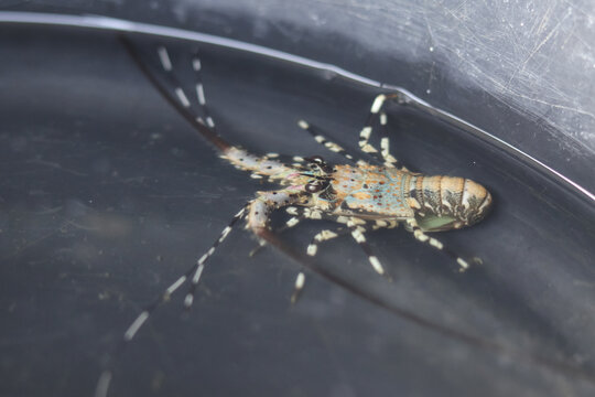 an ornate spiny lobster displaying detailed shell texture, antennae and natural coloration inside a water container