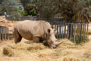 White rhinoceros standing in its enclosure at the zoo, close up portrait © kate