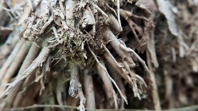 Close up shot of weathered dry bamboo roots forming a dense fiber structure on the earthy ground.
