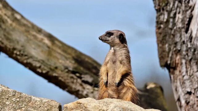 Watchful meerkat standing on sentry duty on rocks