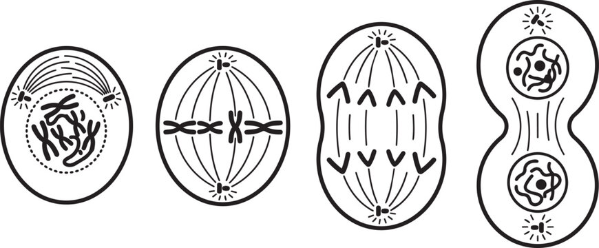 Cell division, mitosis stages, vector illustrations, biology, education, scientific diagrams