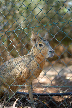 Patagonian mara cavy standing behind a wire fence in a zoo enclosure, close up