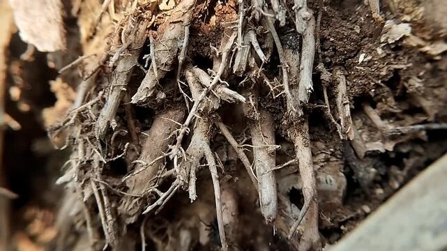 Close up of static dry bamboo roots texture with fine organic fibers over a dirt ground background.
