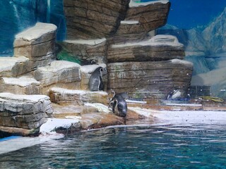 Fototapeta premium Vladivostok city Primorskiy oceanarium on Russkiy island Russia