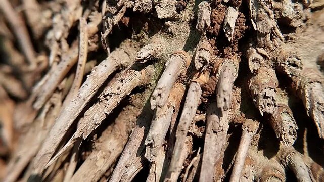High angle close up of distinct dry bamboo roots on soil showing coarse textures in daylight.
