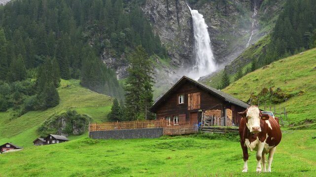 Alpine pastures for good milk