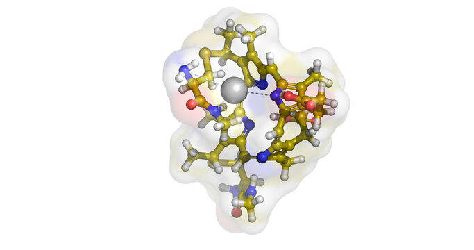Cytochrome C, hemeprotein electron carrier for mitochondrial respiration and apoptosis initiation, 3D molecule 4K