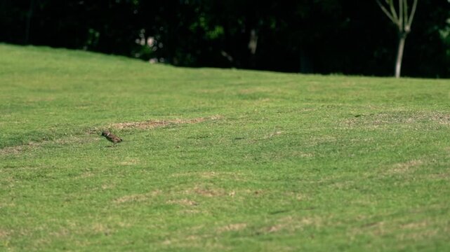 Healing real footage of birds playing and foraging on the grassland