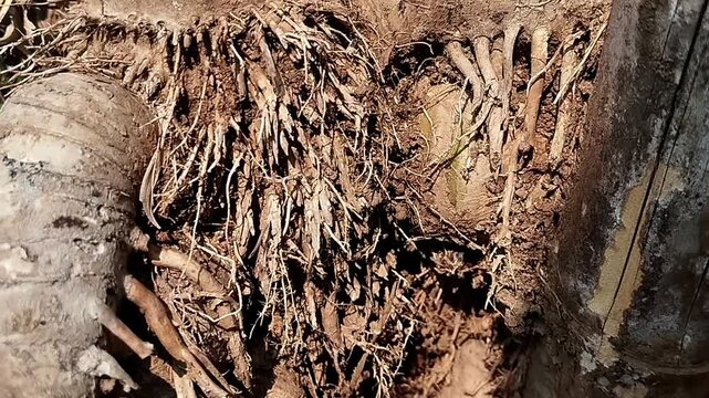 A close up stable shot of a dense bamboo roots network showing a rough brown organic texture on the soil base.
