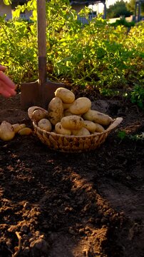 Potato harvest in the garden. Selective focus.
