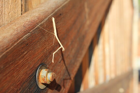 Macro photography of a walking stick insect ( Phasmatodea ) perfectly camouflaged on a rustic wooden fence. Close-up view of a stick bug near a rusty metal bolt, exhibiting natural mimicry.