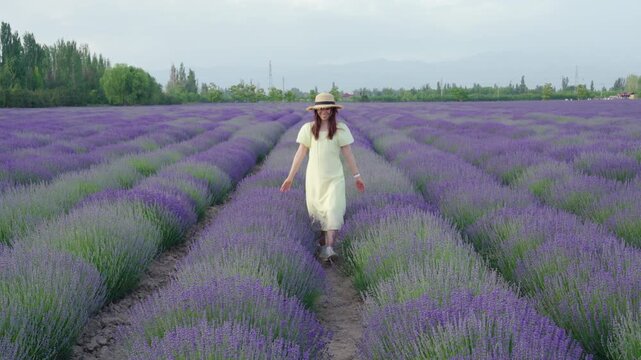 Lavender field woman dress hat travel summer purple flower countryside path, walking through fragrant bloom under soft sky, rural farm scenery invites calm, evening light joyful holiday vibe