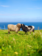 Obraz premium Typical Faroe Islands summer landscape with sheep grazing on green meadows by the ocean. Vertical photo. Sunny day view of Nordic nature, rocky cliffs and sea. Postcard, background, wallpaper