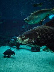 Fototapeta premium fish in the water
