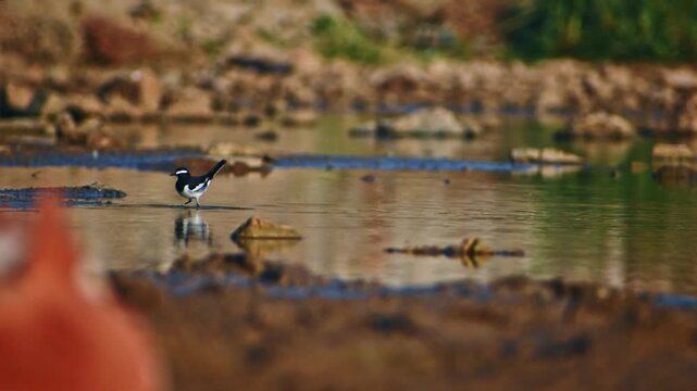 A beautiful White-browed Wagtail bird wades and searches for food in a serene lake at a bird sanctuary, showcasing natural wildlife in India.