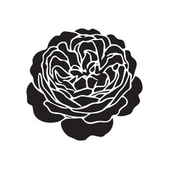 Obraz premium Isolated Bloom Floral Rose Clipart for Crafts