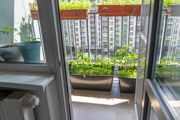 Obraz premium View on an Urban Balcony Garden with Green Plants and Vegetables in Pots from an Open Room Door. Tomato Growing in Pots. Modern City Courtyard Hobby
