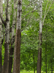 Fototapeta premium Birch tree trunks with white bark in lush green summer park