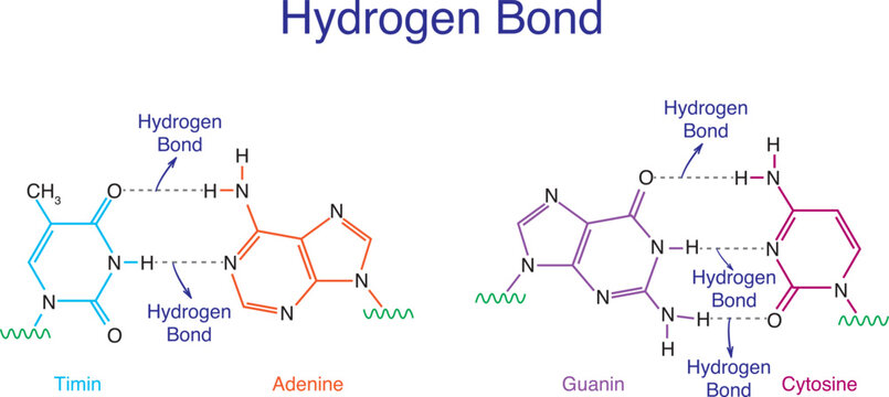 Hydrogen bonds found in the structure of thymine, adenine, guanine, and cytosine bases.