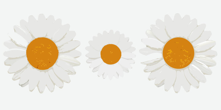 Daisy flowers illustration white petals and orange centers on a colored background