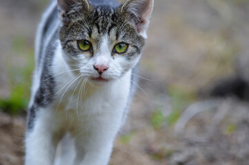 Obraz premium A close-up macro portrait of a cat with striking green‑yellow eyes, moving toward the camera. 