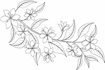 Fototapeta premium Floral Branch Contour Black And White Line Art Illustration