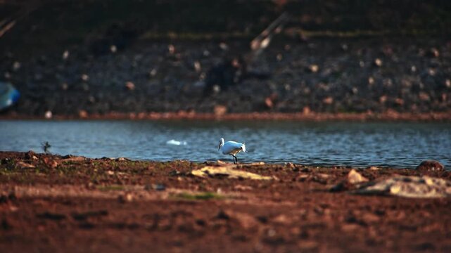 A beautiful egret forages along the peaceful lake shore in an Indian bird sanctuary near Bengaluru, Karnataka, showcasing serene wildlife.