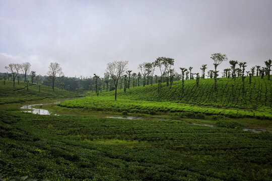 Beautiful landscape photo of lush green tea plantation fields rolling through a misty mountain valley, featuring tall trees, a winding freshwater stream at  Nelliyampathy in Palakkad, Kerala, India.