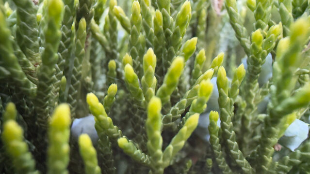 Golden evergreen juniper old gold background texture with fresh young shoots