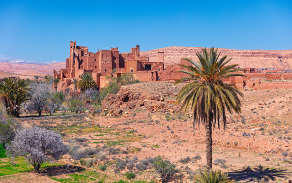 Ancient kasbah fortress in morocco oasis with blooming almond trees