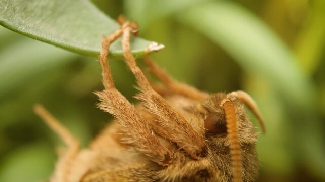 Macro view of orange swift moth (Triodia sylvina) perched on green vegetation