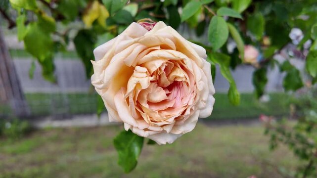 Cinematic close-up of an antico amore rose in bloom