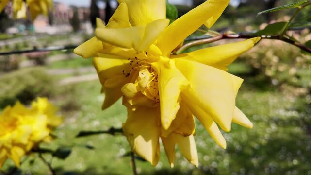 Macro Close-Up Of A Radiant Yellow Rose In Bloom
