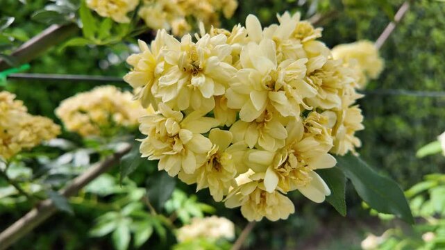 Cinematic Close-Up Of Blooming Yellow Banksia Roses In A Garden