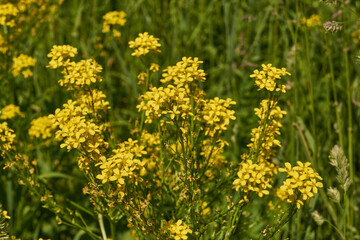 Fototapeta premium Barbarea vulgaris (lat. Barbarea vulgaris) is blooming in the meadow. Inflorescence Barbarea vulgaris.