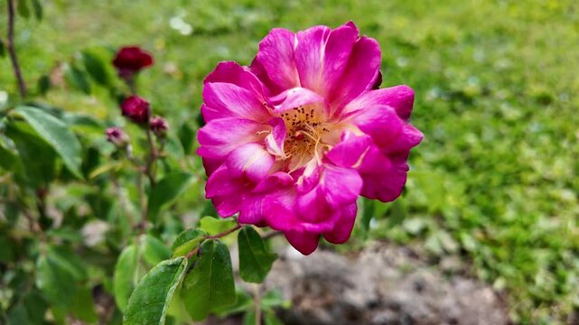 Cinematic Close-Up Of A Blooming Pink Drift Rose