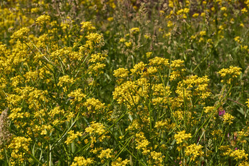 Obraz premium Barbarea vulgaris (lat. Barbarea vulgaris) is blooming in the meadow. Inflorescence Barbarea vulgaris.