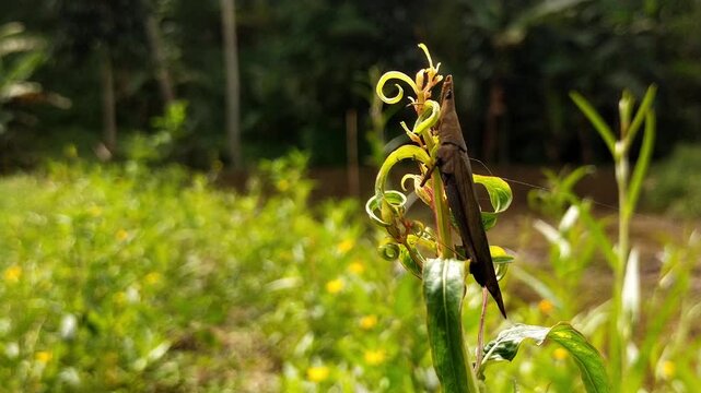 Grasshopper perched on a green plant in the wild close up shot