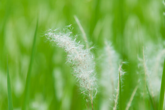 White fluffy cogon grass seed heads blowing in the wind with green field background