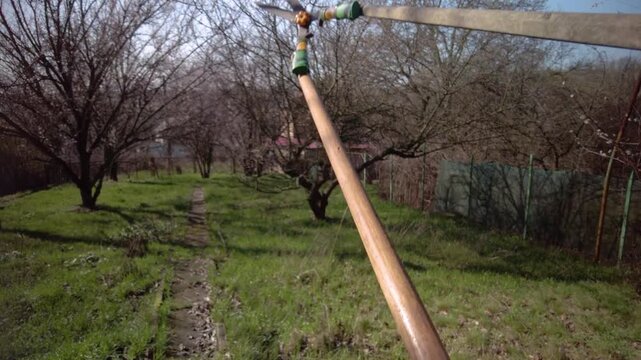 Closeup first view photo of gardener cutting tree branch with long-handled loppers First person view using extended pruner tool for high branch trimming