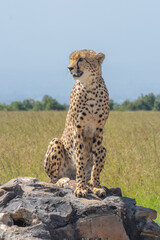 Male cheetah sits on signpost in sunshine © Nick Dale