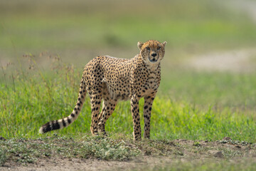 Male cheetah stands on grassland in sunshine © Nick Dale