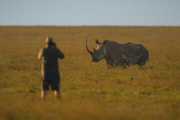 Man stands photographing black rhino on savanna © Nick Dale