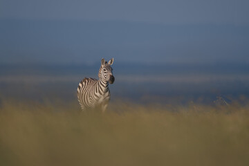 Fototapeta premium Plains zebra stands with blurred grass foreground