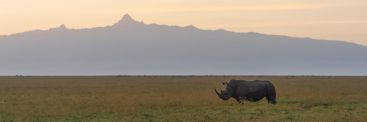 Panorama of black rhino with Mount Kenya © Nick Dale