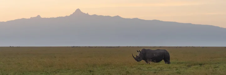 Panorama of black rhino with Mount Kenya © Nick Dale